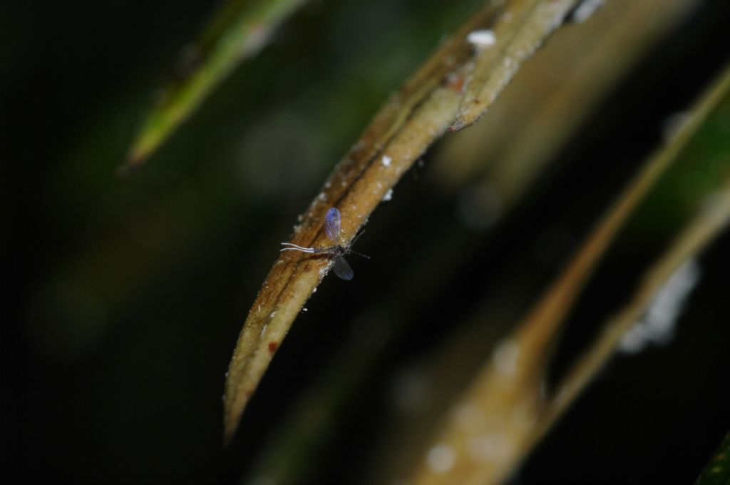 Cocciniglie su Cycas: Pseudococcidae